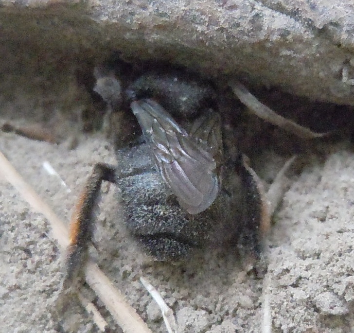 Chalicodoma parietina, femmina (Apidae Megachilinae)